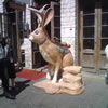 jackalope