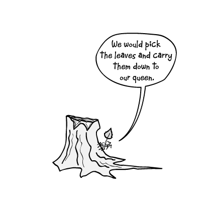 mia_ryan_ant_stump